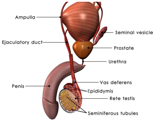 Prostate Problems Treatment in Meerut